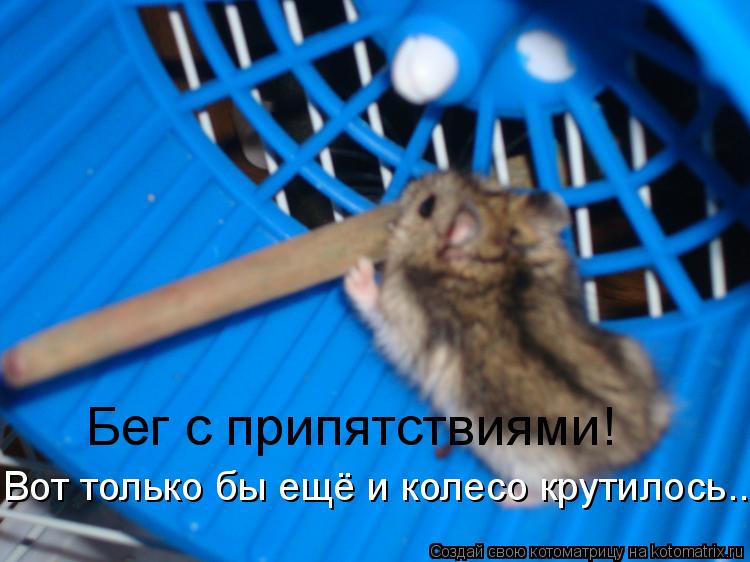 Бег с припятствиями! Вот только бы ещё и колесо крутилось...... Котоматрица: Бег с припятствиями! Вот только бы ещё и колесо крутилось...