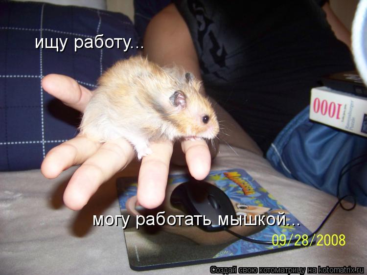 могу работать мышкой... ищу работу...... Котоматрица: могу работать мышкой... ищу работу...
