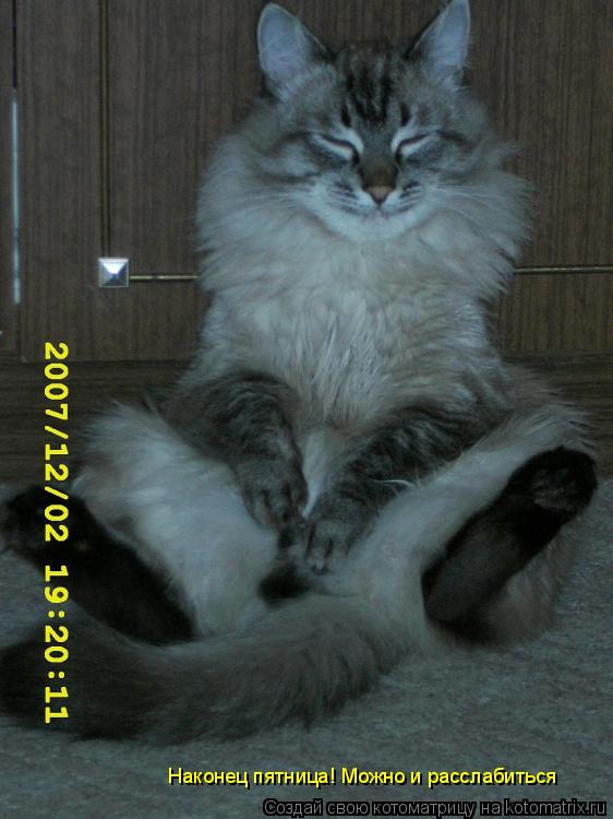 Наконец пятница! Можно и расслабиться... Котоматрица: Наконец пятница! Можно и расслабиться