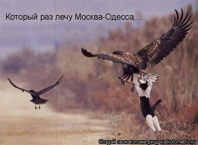 Который раз лечу Москва-Одесса........ Котоматрица: Который раз лечу Москва-Одесса.....