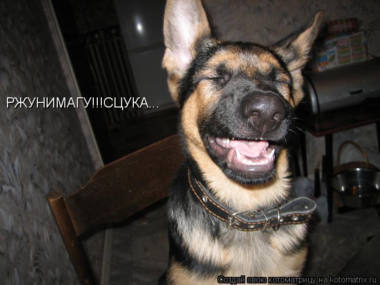 РЖУНИМАГУ!!!СЦУКА...... Котоматрица: РЖУНИМАГУ!!!СЦУКА...