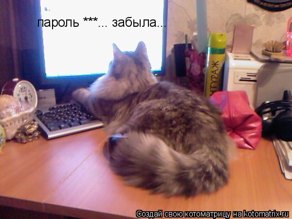 Котоматрица: пароль ***... забыла...