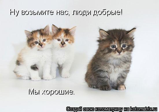 Ну возьмите нас, люди добрые! Мы хорошие.... Котоматрица: Ну возьмите нас, люди добрые! Мы хорошие.