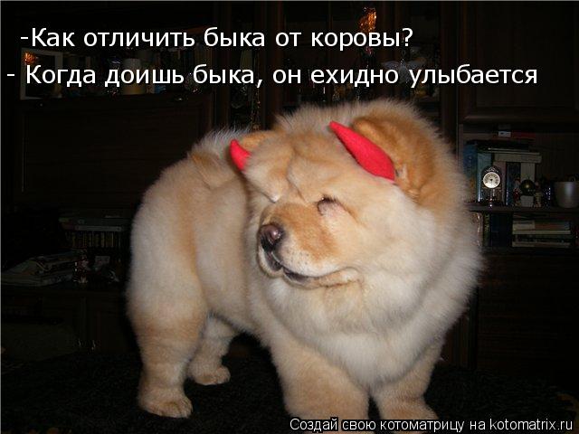 -Как отличить быка от коровы? - Когда доишь быка, он ехидно улыбается... Котоматрица: -Как отличить быка от коровы? - Когда доишь быка, он ехидно улыбается