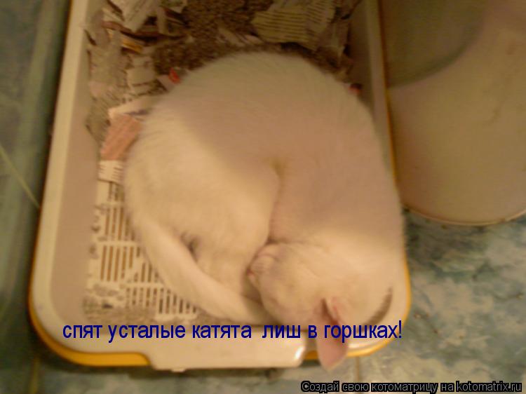 cпят усталые катята лиш в горшках!... Котоматрица: cпят усталые катята лиш в горшках!