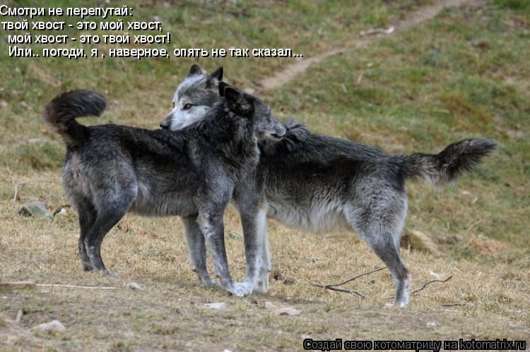 Смотри не перепутай: твой хвост - это мой хвост, мой хвост - это твой хвост! Или.. погоди, я , наверн... Котоматрица: Смотри не перепутай: твой хвост - это мой хвост, мой хвост - это твой хвост! Или.. погоди, я , наверное, опять не так сказал...