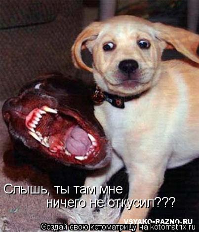 Слышь, ты там мне ничего не откусил???... Котоматрица: Слышь, ты там мне ничего не откусил???
