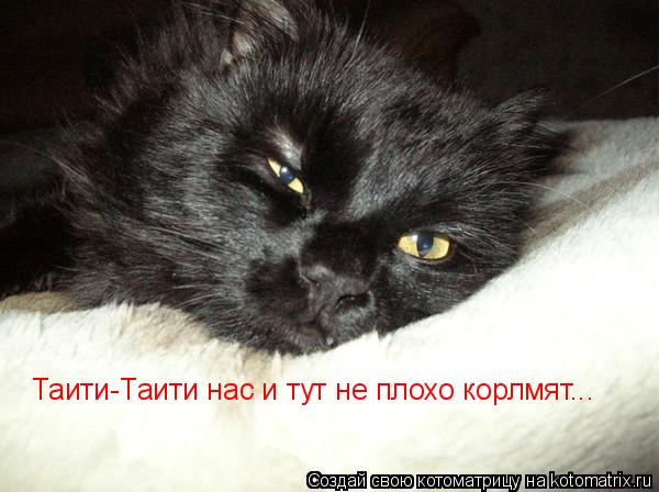Таити-Таити нас и тут не плохо корлмят...... Котоматрица: Таити-Таити нас и тут не плохо корлмят...