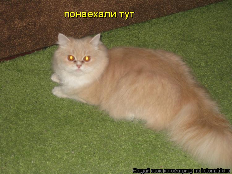 понаехали понаехали тут... Котоматрица: понаехали понаехали тут