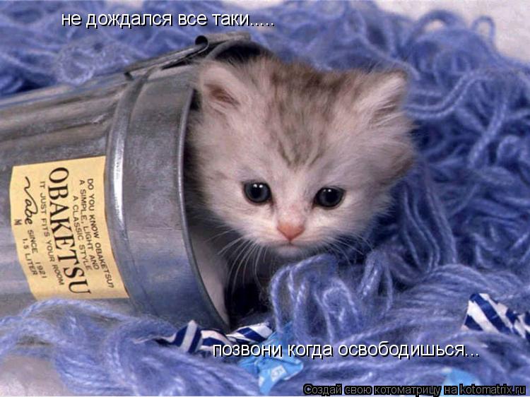 не дождался все таки..... позвони когда освободишься...... Котоматрица: не дождался все таки..... позвони когда освободишься...