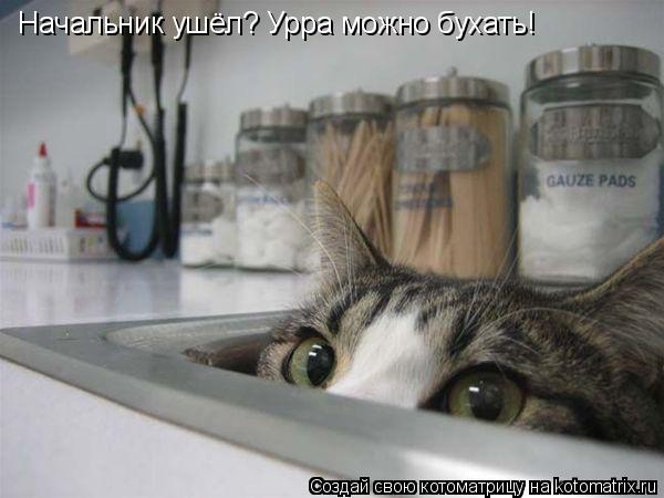 Начальник ушёл? Урра можно бухать!... Котоматрица: Начальник ушёл? Урра можно бухать!