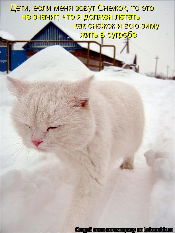 Дети, если меня зовут Снежок, то это не значит, что я должен летать как снежок и всю зиму жить в сугр... Котоматрица: Дети, если меня зовут Снежок, то это не значит, что я должен летать как снежок и всю зиму жить в сугробе