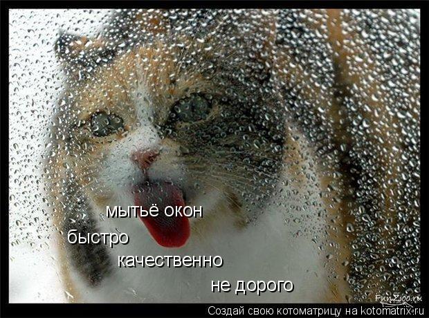 мытьё окон быстро качественно не дорого... Котоматрица: мытьё окон быстро качественно не дорого