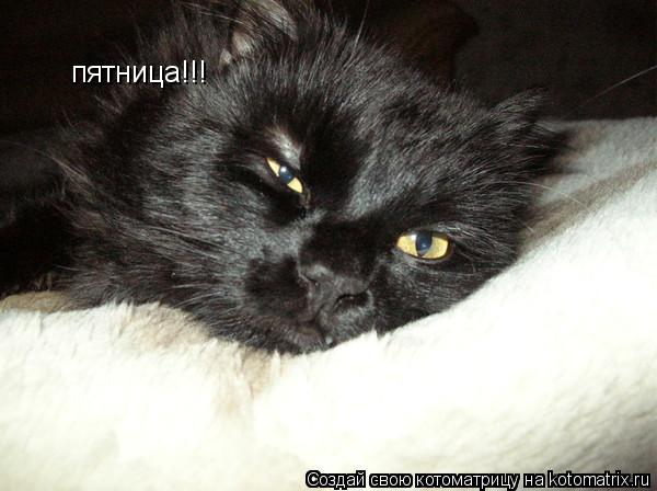 пятница!!!... Котоматрица: пятница!!!