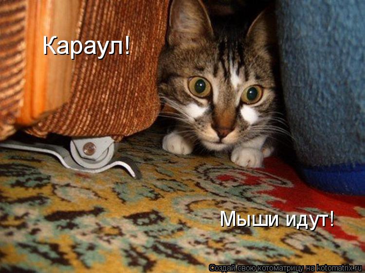 Караул! Мыши идут!... Котоматрица: Караул! Мыши идут!