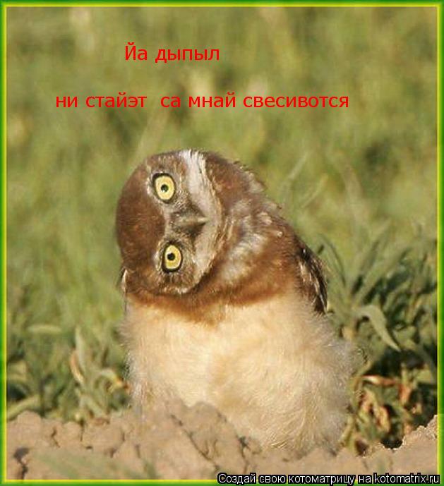 Йа дыпыл ни стайэт са мнай свесивотся... Котоматрица: Йа дыпыл ни стайэт са мнай свесивотся