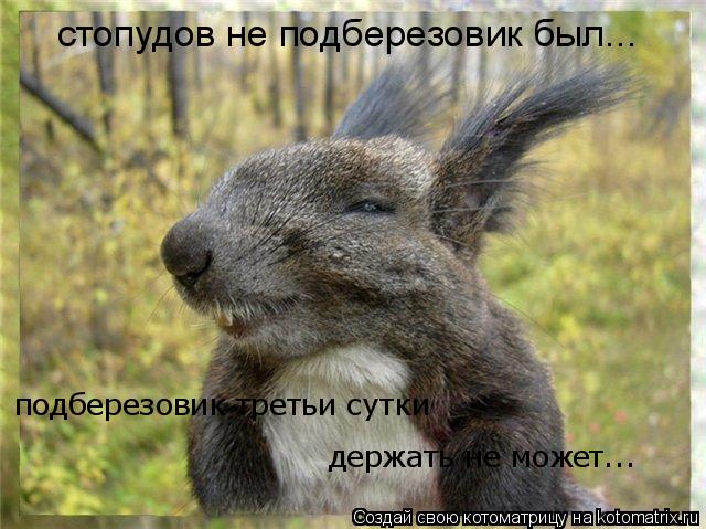 стопудов не подберезовик был... подберезовик третьи сутки держать не может...... Котоматрица: стопудов не подберезовик был... подберезовик третьи сутки держать не может...