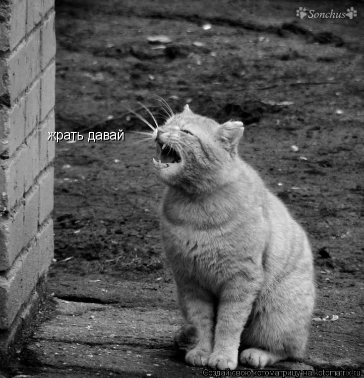 жрать давай... Котоматрица: жрать давай