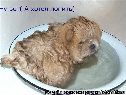 Ну вот( А хотел попить(... Котоматрица: Ну вот( А хотел попить(