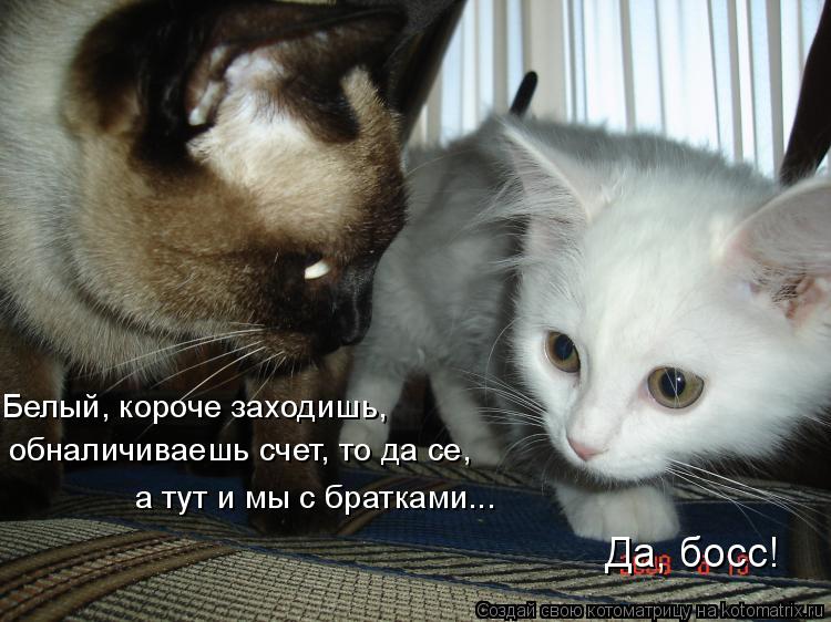 Да, босс! Белый, короче заходишь, обналичиваешь счет, то да се, а тут и мы с братками...... Котоматрица: Да, босс! Белый, короче заходишь, обналичиваешь счет, то да се, а тут и мы с братками...