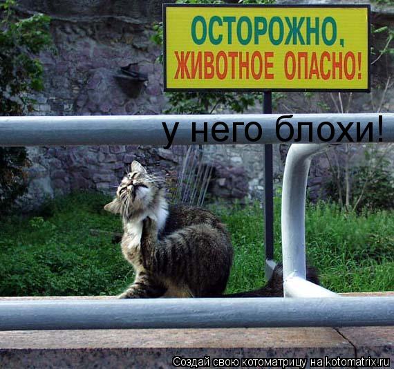 у него блохи!... Котоматрица: у него блохи!