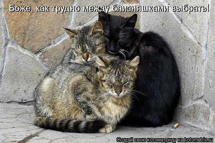 Боже, как трудно между близняшками выбрать! Боже, как трудно между близняшками выбрать!... Котоматрица: Боже, как трудно между близняшками выбрать! Боже, как трудно между близняшками выбрать!