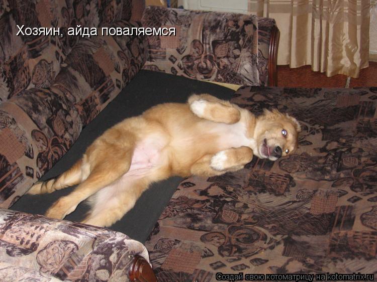 Хозяин, айда поваляемся... Котоматрица: Хозяин, айда поваляемся