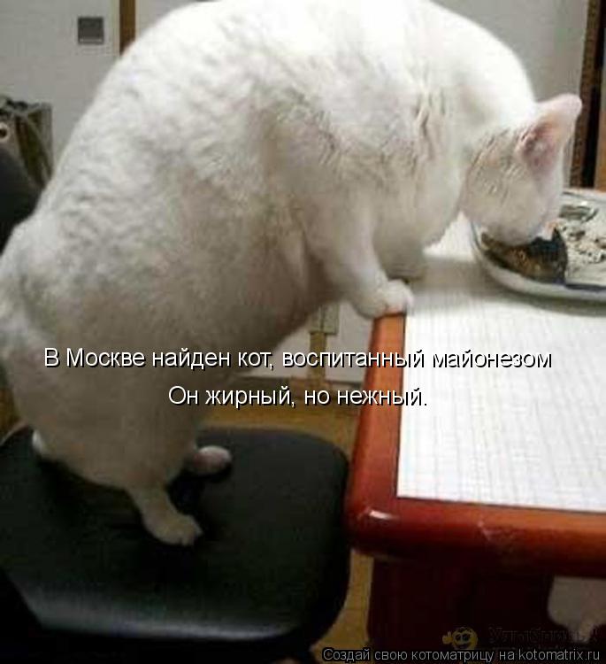 В Москве найден кот, воспитанный майонезом Он жирный, но нежный.... Котоматрица: В Москве найден кот, воспитанный майонезом Он жирный, но нежный.