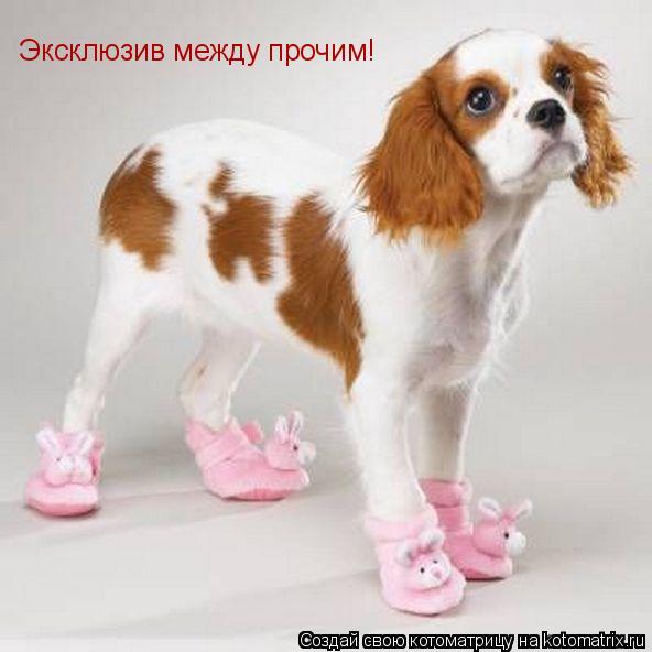 Эксклюзив между прочим!... Котоматрица: Эксклюзив между прочим!