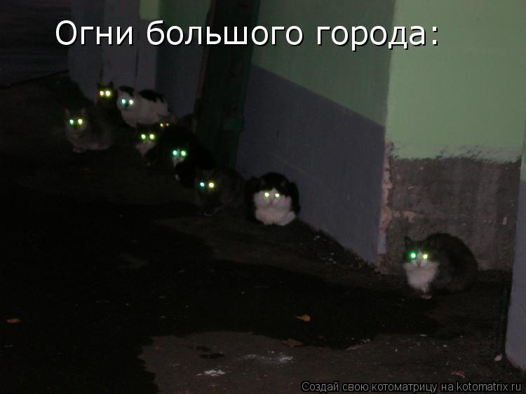 Огни большого города:... Котоматрица: Огни большого города: