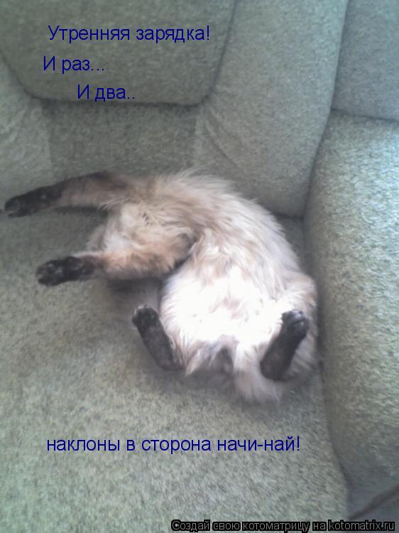 Утренняя зарядка! И раз... И два.. наклоны в сторона начи-най!... Котоматрица: Утренняя зарядка! И раз... И два.. наклоны в сторона начи-най!