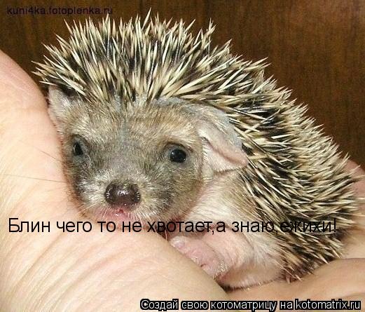 Блин чего то не хвотает,а знаю,ежихи!... Котоматрица: Блин чего то не хвотает,а знаю,ежихи!