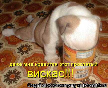 даже мне нравится этот проклятый вискас!!!... Котоматрица: даже мне нравится этот проклятый вискас!!!