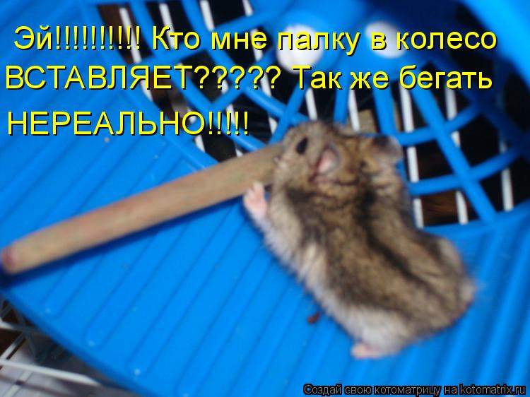Эй!!!!!!!!!! Кто мне палку в колесо ВСТАВЛЯЕТ????? Так же бегать НЕРЕАЛЬНО!!!!!... Котоматрица: Эй!!!!!!!!!! Кто мне палку в колесо ВСТАВЛЯЕТ????? Так же бегать НЕРЕАЛЬНО!!!!!