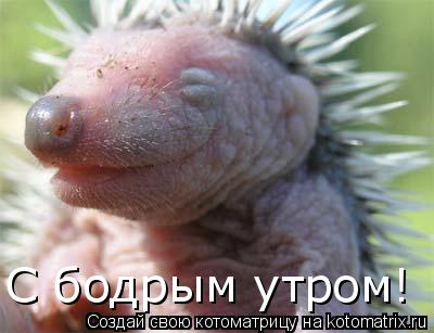 C бодрым утром!... Котоматрица: C бодрым утром!