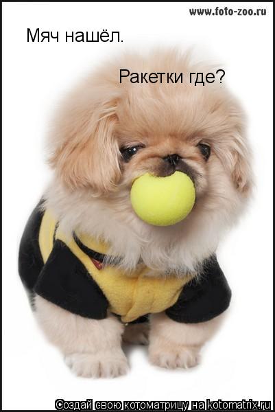 Мяч нашёл. Ракетки где?... Котоматрица: Мяч нашёл. Ракетки где?