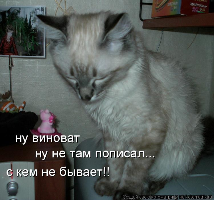 ну виноват ну не там пописал... с кем не бывает!!... Котоматрица: ну виноват ну не там пописал... с кем не бывает!!