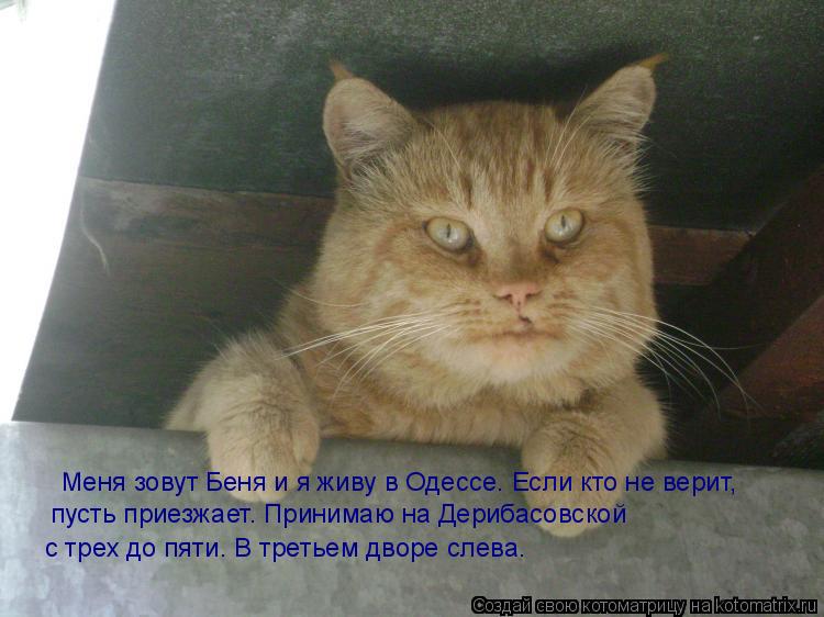 Меня зовут Беня и я живу в Одессе. Если кто не верит, пусть приезжает. Принимаю на Дерибасовской с ... Котоматрица: Меня зовут Беня и я живу в Одессе. Если кто не верит, пусть приезжает. Принимаю на Дерибасовской с трех до пяти. В третьем дворе слева.