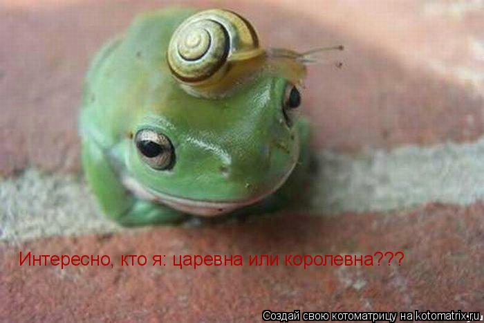 Интересно, кто я: царевна или королевна???... Котоматрица: Интересно, кто я: царевна или королевна???