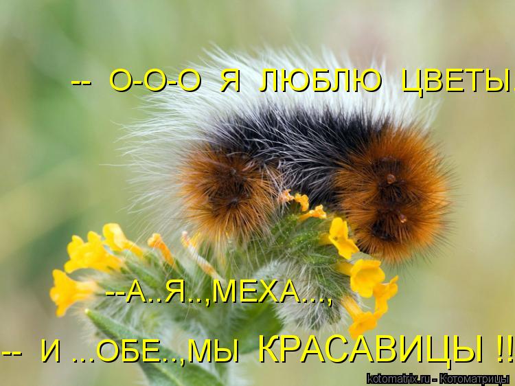 -- О-О-О Я ЛЮБЛЮ ЦВЕТЫ... --А..Я..,МЕХА..., -- И ...ОБЕ..,МЫ КРАСАВИЦЫ !!!... Котоматрица: -- О-О-О Я ЛЮБЛЮ ЦВЕТЫ... --А..Я..,МЕХА..., -- И ...ОБЕ..,МЫ КРАСАВИЦЫ !!!