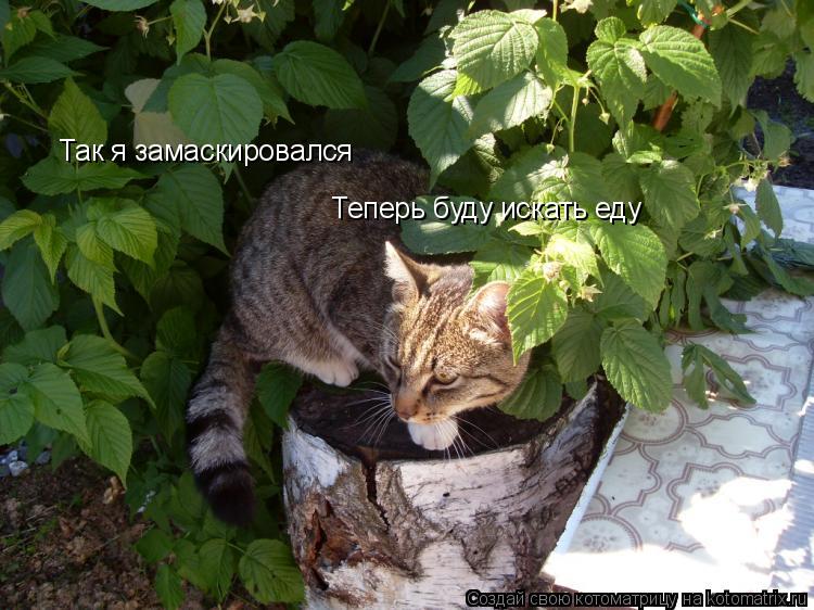 Так я замаскировался Теперь буду искать еду... Котоматрица: Так я замаскировался Теперь буду искать еду