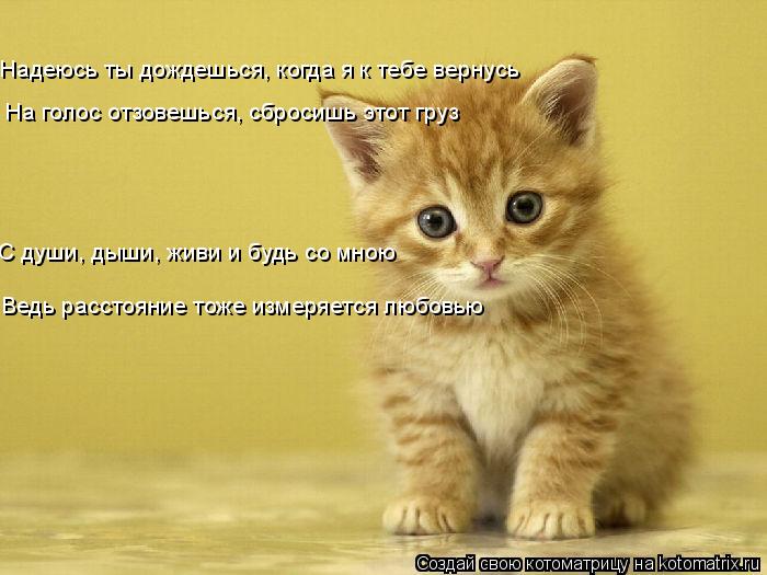 Надеюсь ты дождешься, когда я к тебе вернусь На голос отзовешься, сбросишь этот груз С души, дыши, жи... Котоматрица: Надеюсь ты дождешься, когда я к тебе вернусь На голос отзовешься, сбросишь этот груз С души, дыши, живи и будь со мною Ведь расстояние тоже из