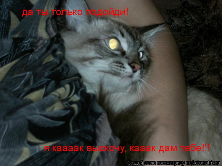 да ты только подойди! я каааак выскочу, кааак дам тебе!!!... Котоматрица: да ты только подойди! я каааак выскочу, кааак дам тебе!!!
