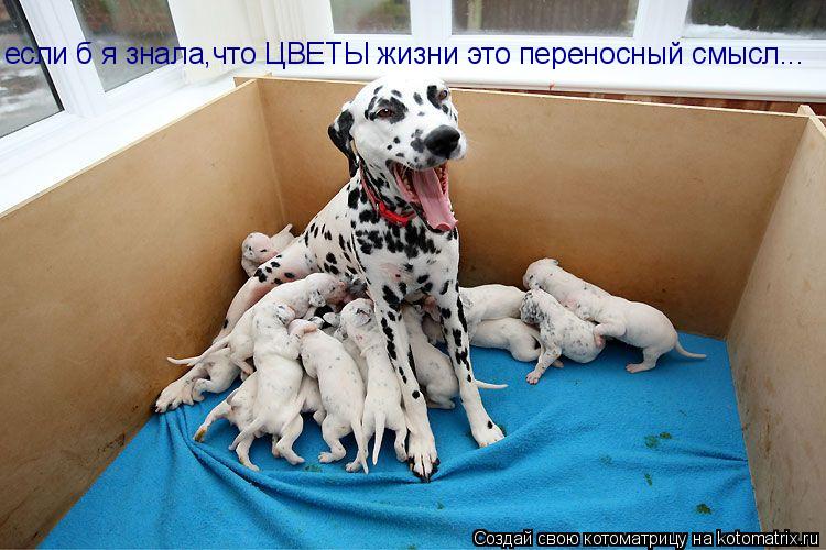 если б я знала,что ЦВЕТЫ жизни это переносный смысл...... Котоматрица: если б я знала,что ЦВЕТЫ жизни это переносный смысл...