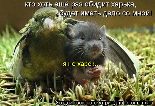 кто хоть ещё раз обидит харька, будет иметь дело со мной! я не харёк...... Котоматрица: кто хоть ещё раз обидит харька, будет иметь дело со мной! я не харёк...