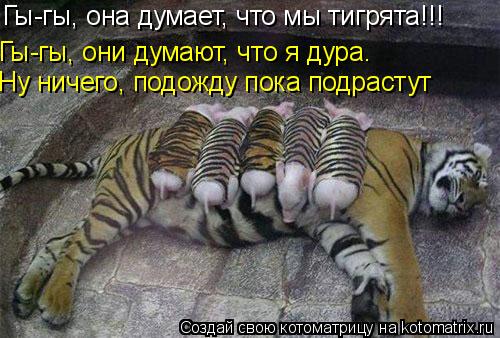 Гы-гы, она думает, что мы тигрята!!! Гы-гы, они думают, что я дура. Ну ничего, подожду пока подрастут... Котоматрица: Гы-гы, она думает, что мы тигрята!!! Гы-гы, они думают, что я дура. Ну ничего, подожду пока подрастут
