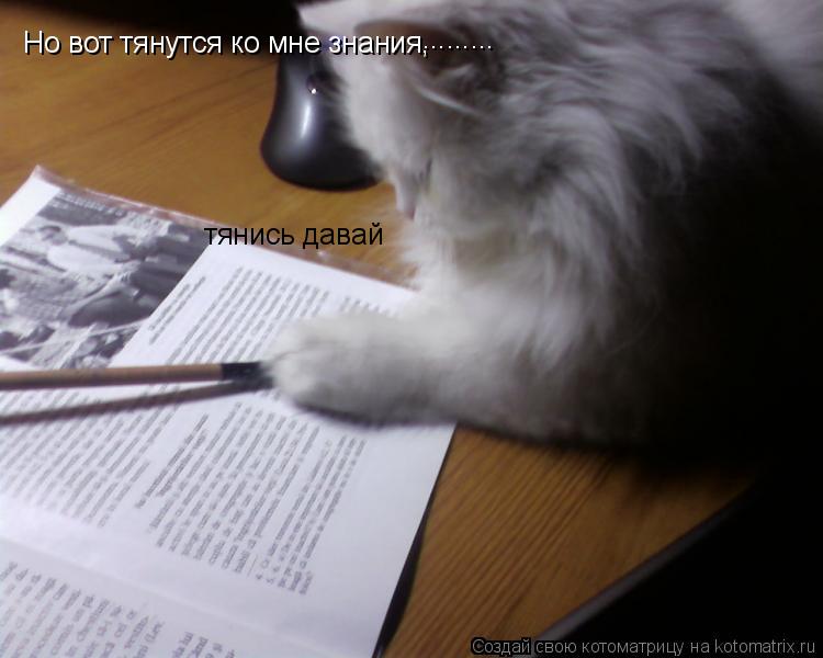 Котоматрица: Но вот тянутся ко мне знания, тянись давай  .........