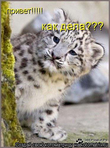 привет!!!!! как дела???... Котоматрица: привет!!!!! как дела???