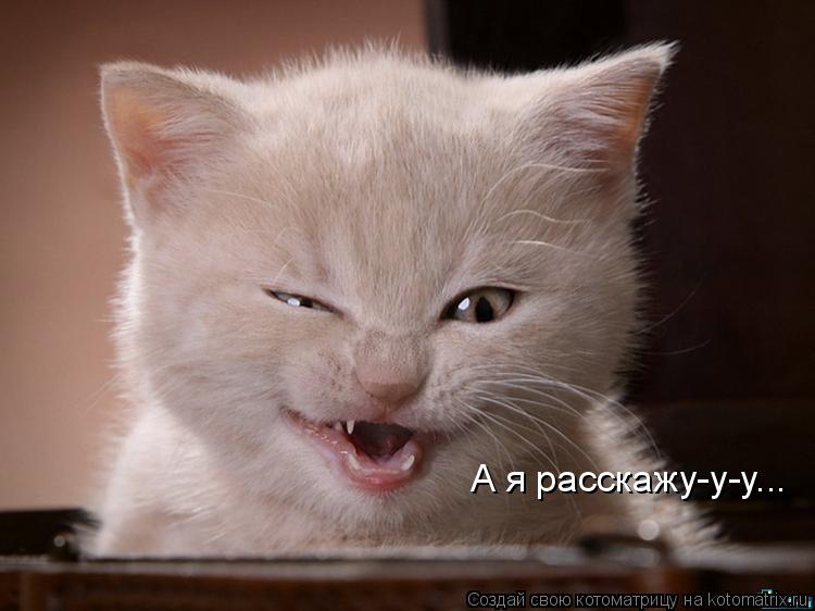 Котоматрица: А я расскажу-у-у...