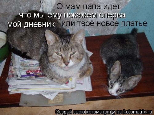 О мам папа идет что мы ему покажем сперва мой дневник или твоё новое платье... Котоматрица: О мам папа идет что мы ему покажем сперва мой дневник или твоё новое платье